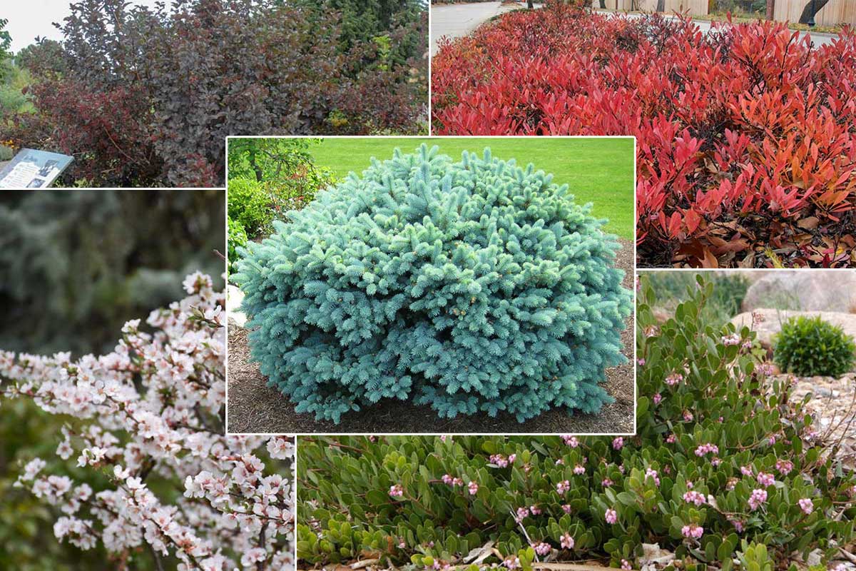 5 Best Shrubs For Residential Landscapes In Colorado Springs