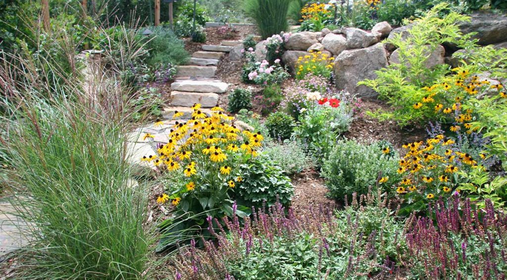 The plants featured in this garden space are all drought tolerant and well acclimated to Colorado Springs. 