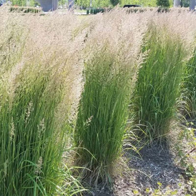 Karl Foerster Feather Reed Grass is one of those plants that provide beauty year round.