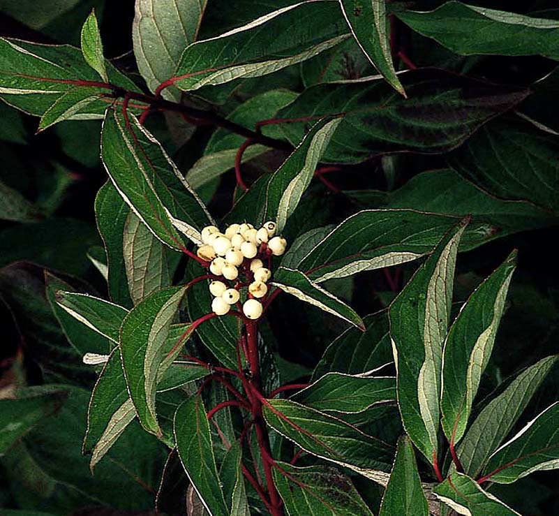 The Red Twig Dogwood has bright red stems once its leaves have dropped, it produces clusters of small white flowers, which are followed in the summer by white berries and Fall brings reddish foliage.