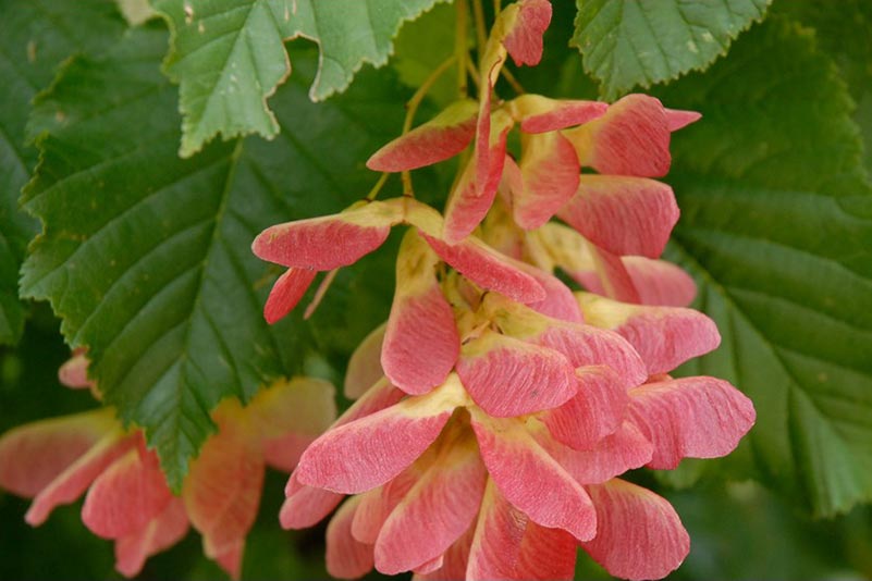 The winged seeds of a Tatarian Maple with its reddish pink tipped wings provide color in late spring and summer.