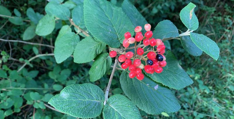 Bunches of small white flowers cover it in spring,  followed by red berries, and a lovely red to maroon fall color.