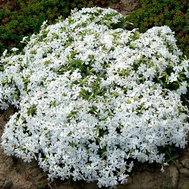 In the Spring, White Phlox is completely covered in pure white flowers and  serves as an attractive deep green spreading ground cover throughout the growing season.