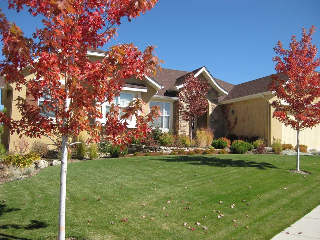 Landscape design with Maple Trees  that add color in the landscape.