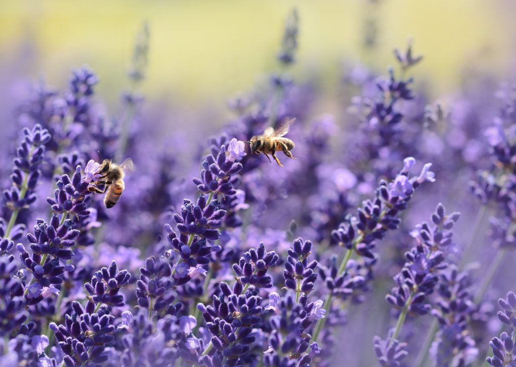 Honeybee visiting a pollinator friendly plant 